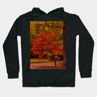 Fall Tree Hoodie